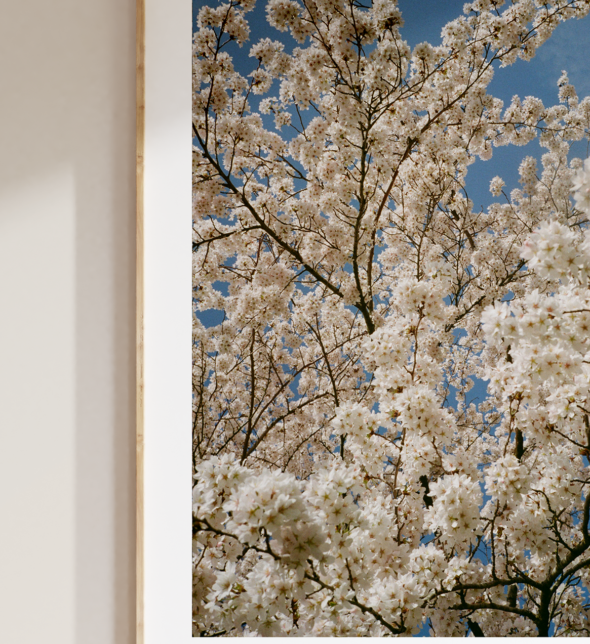 Blossom II