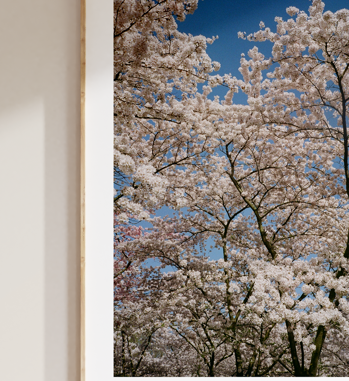 Blossom I