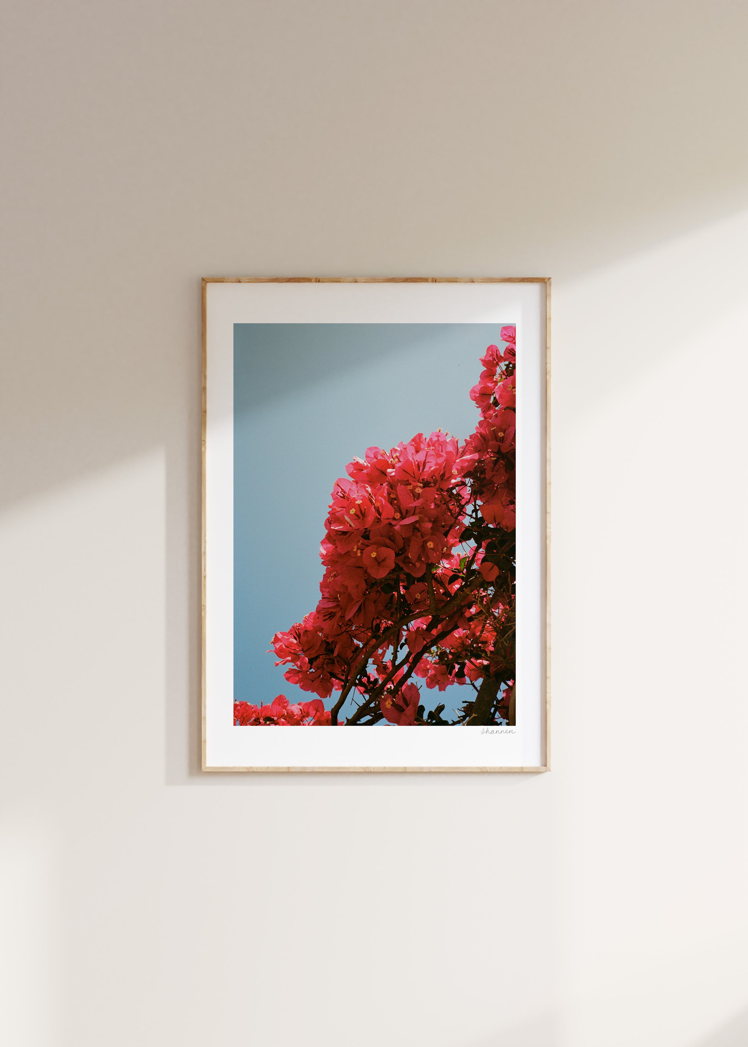 Bougainvillea