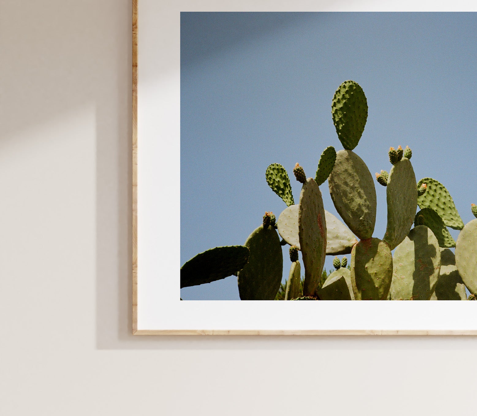 Cactus Italiano
