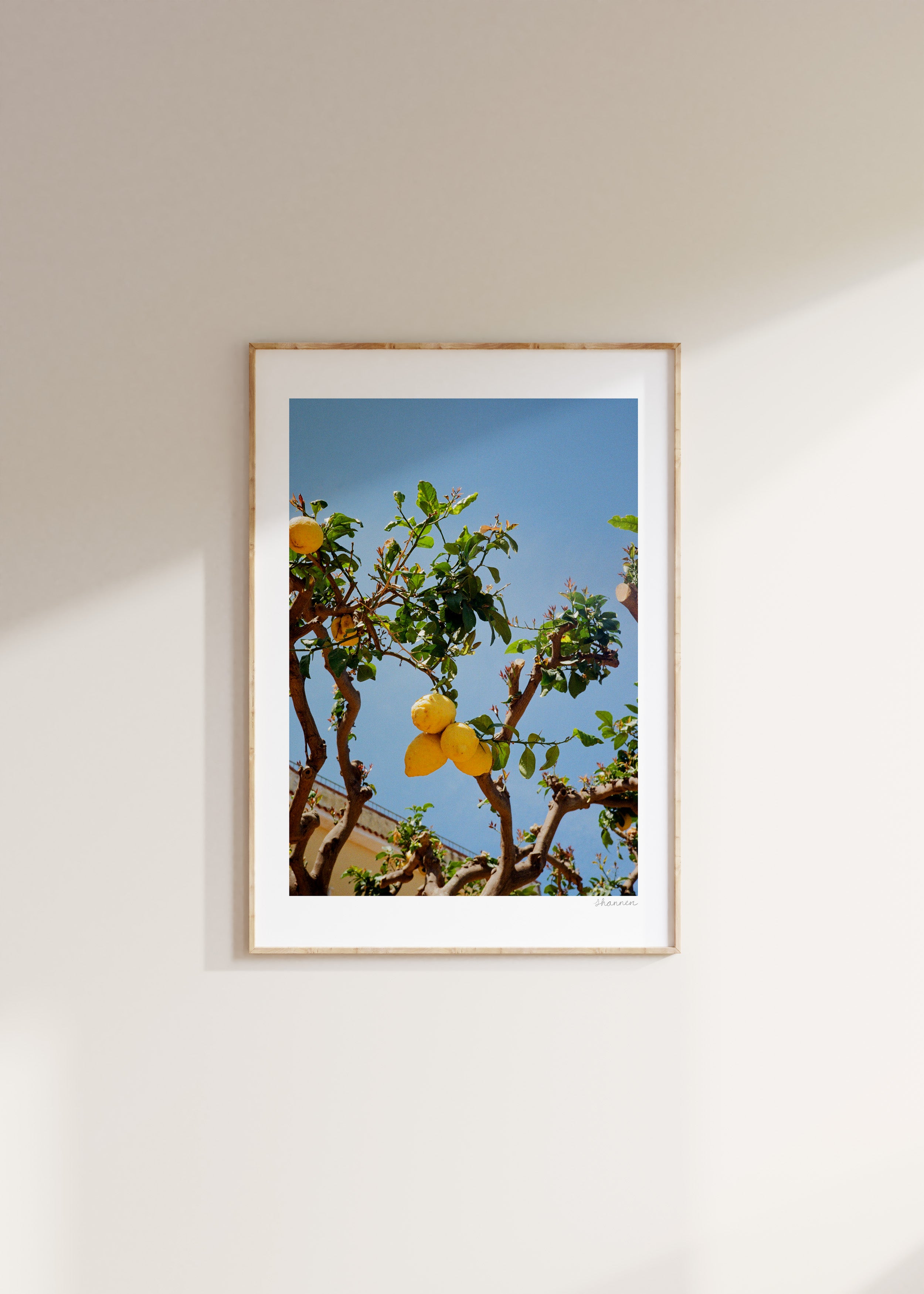 Lemon Tree