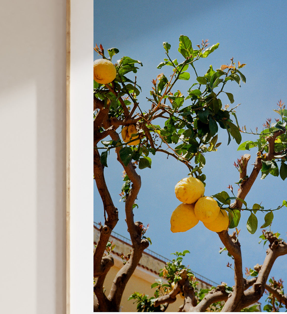 Lemon Tree