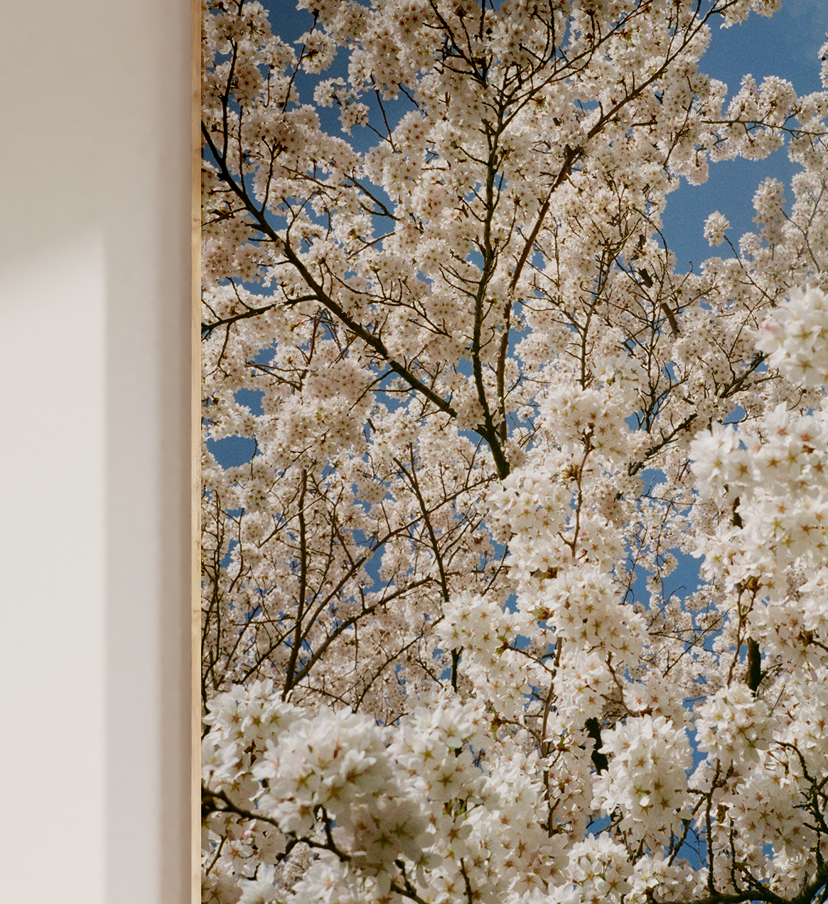 Blossom II