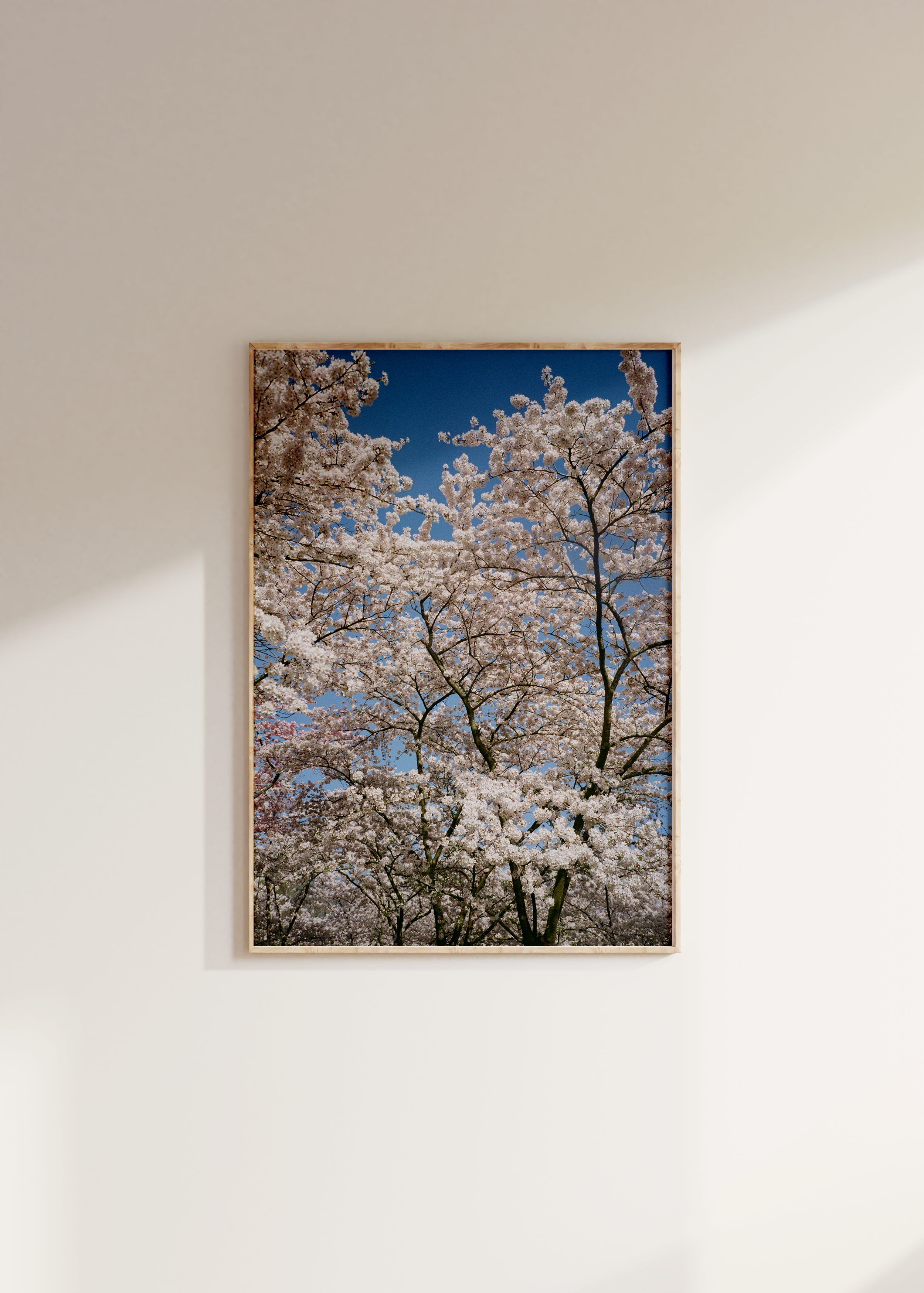 Blossom I