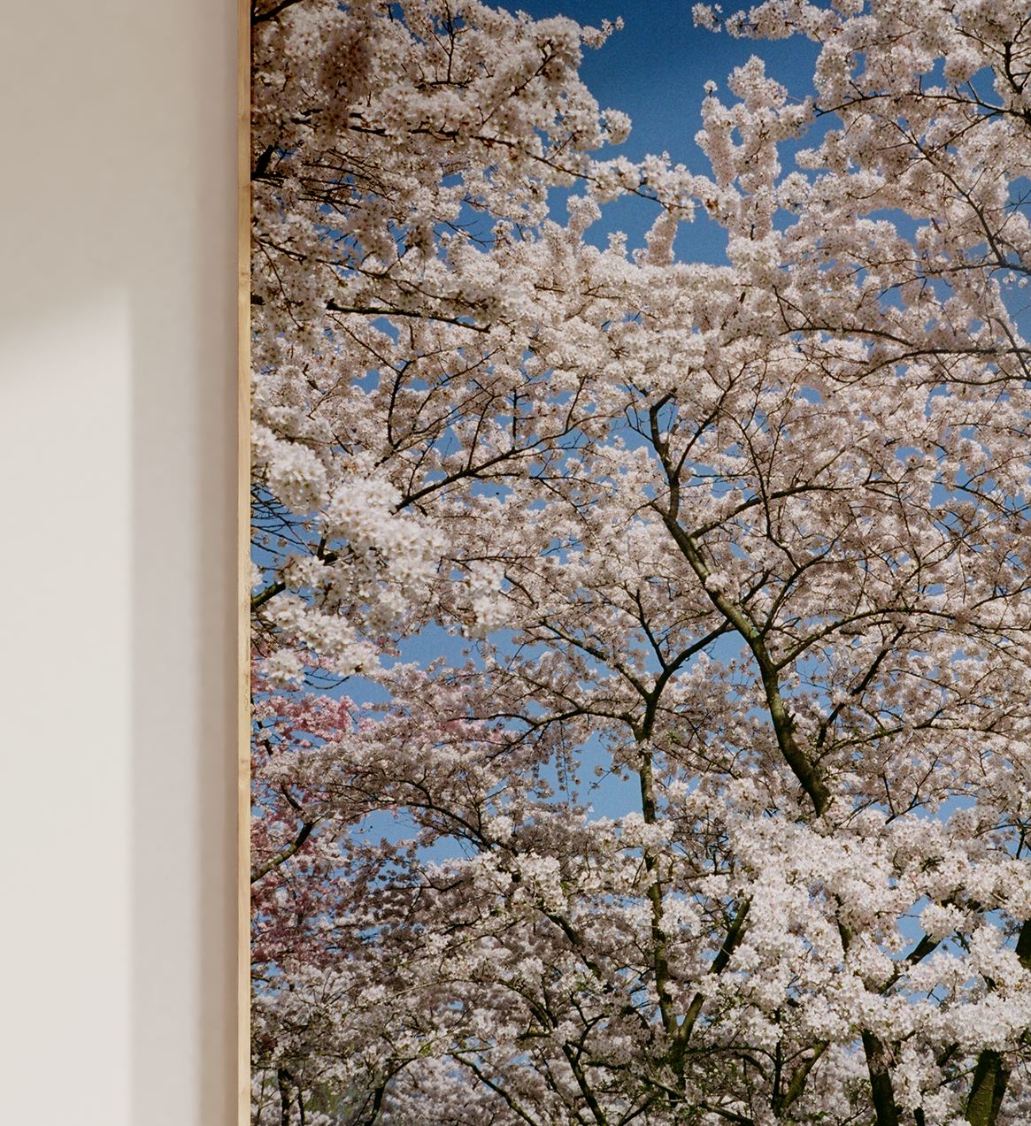 Blossom I