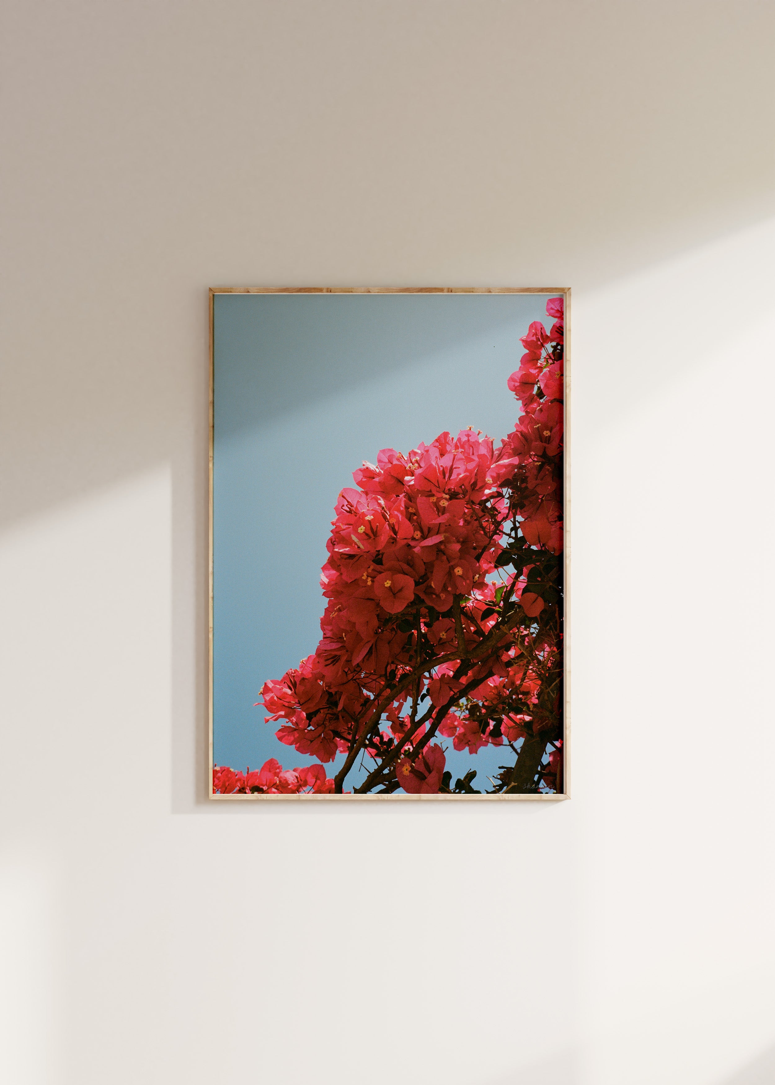 Bougainvillea