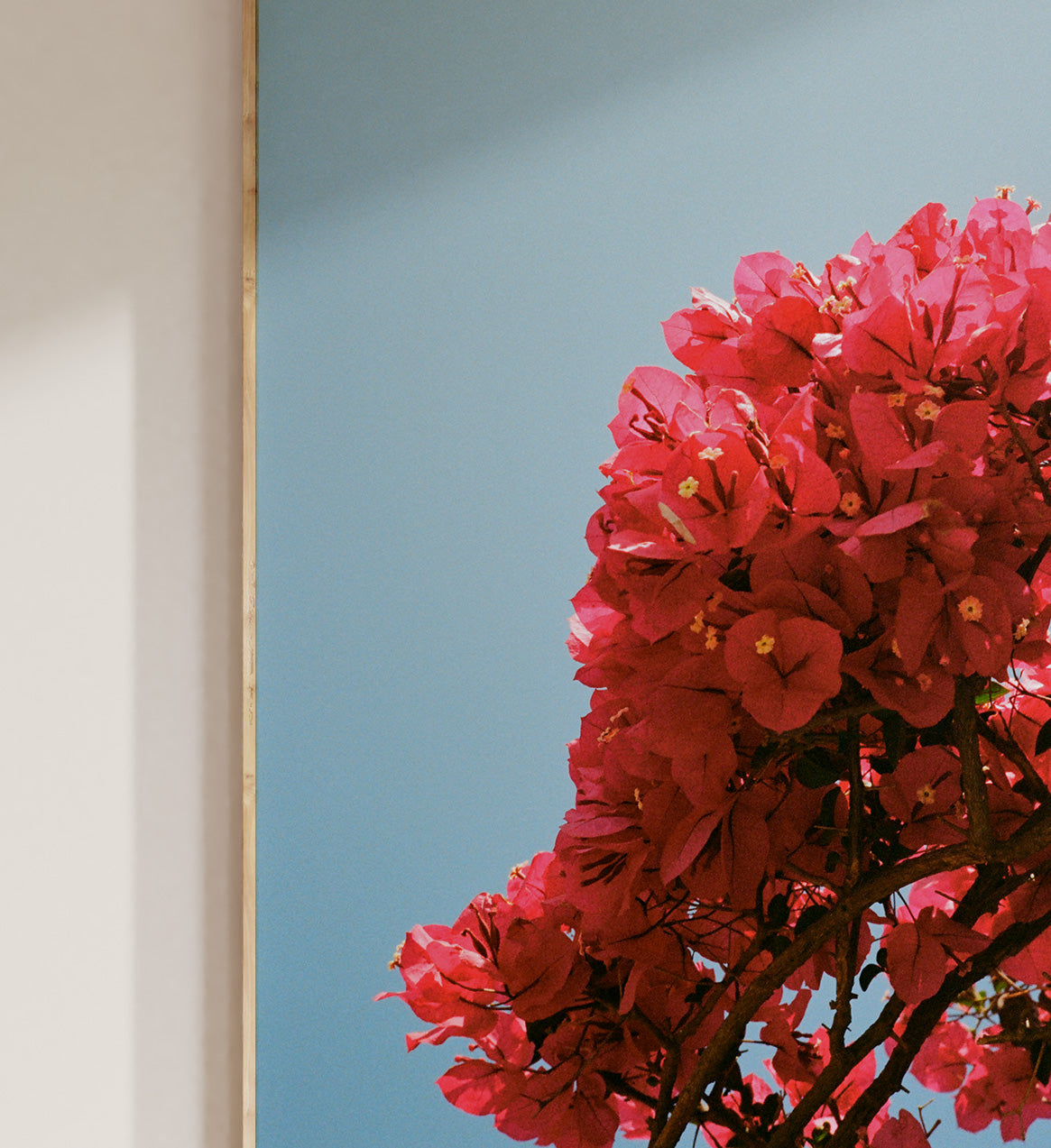 Bougainvillea