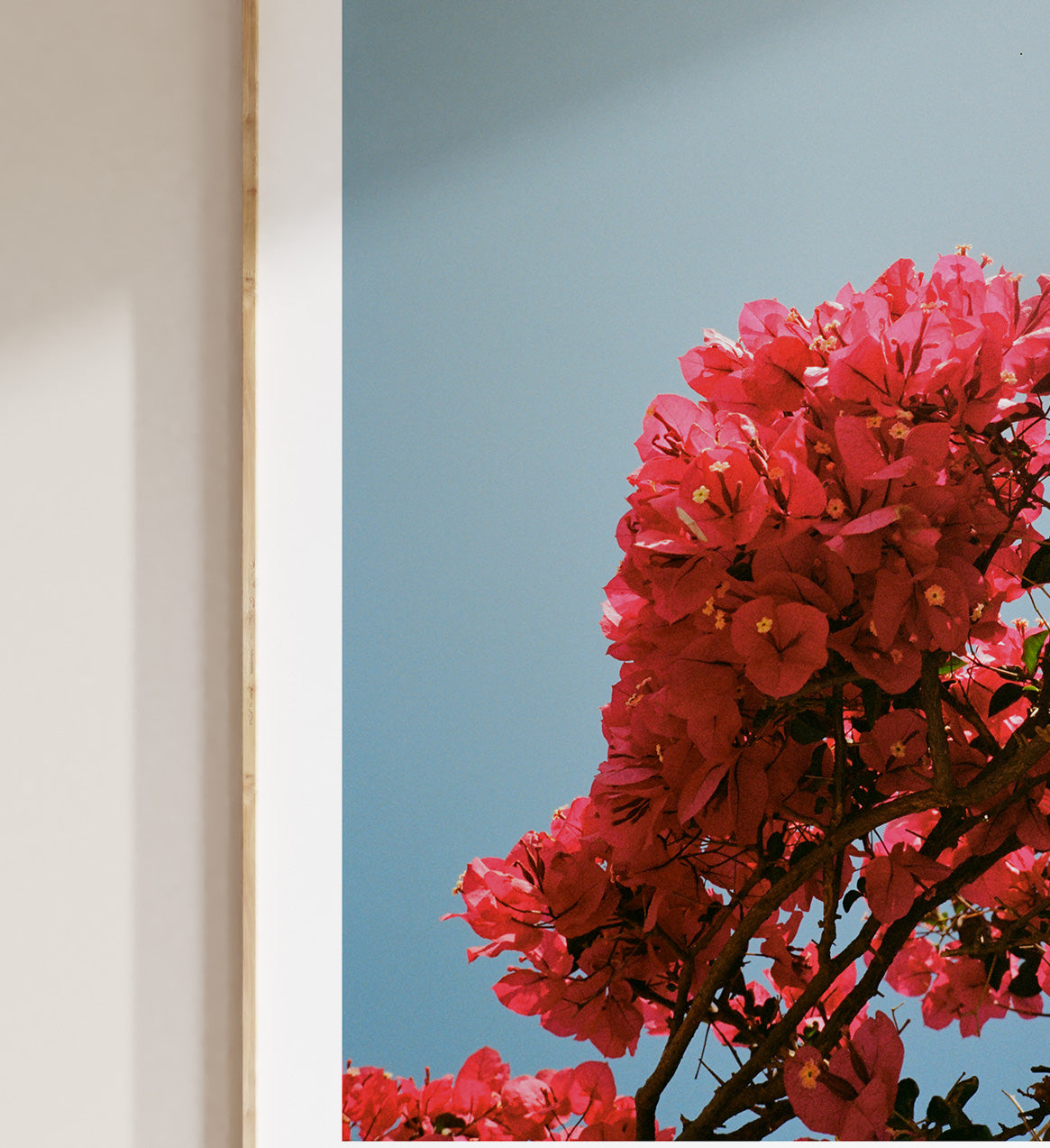Bougainvillea
