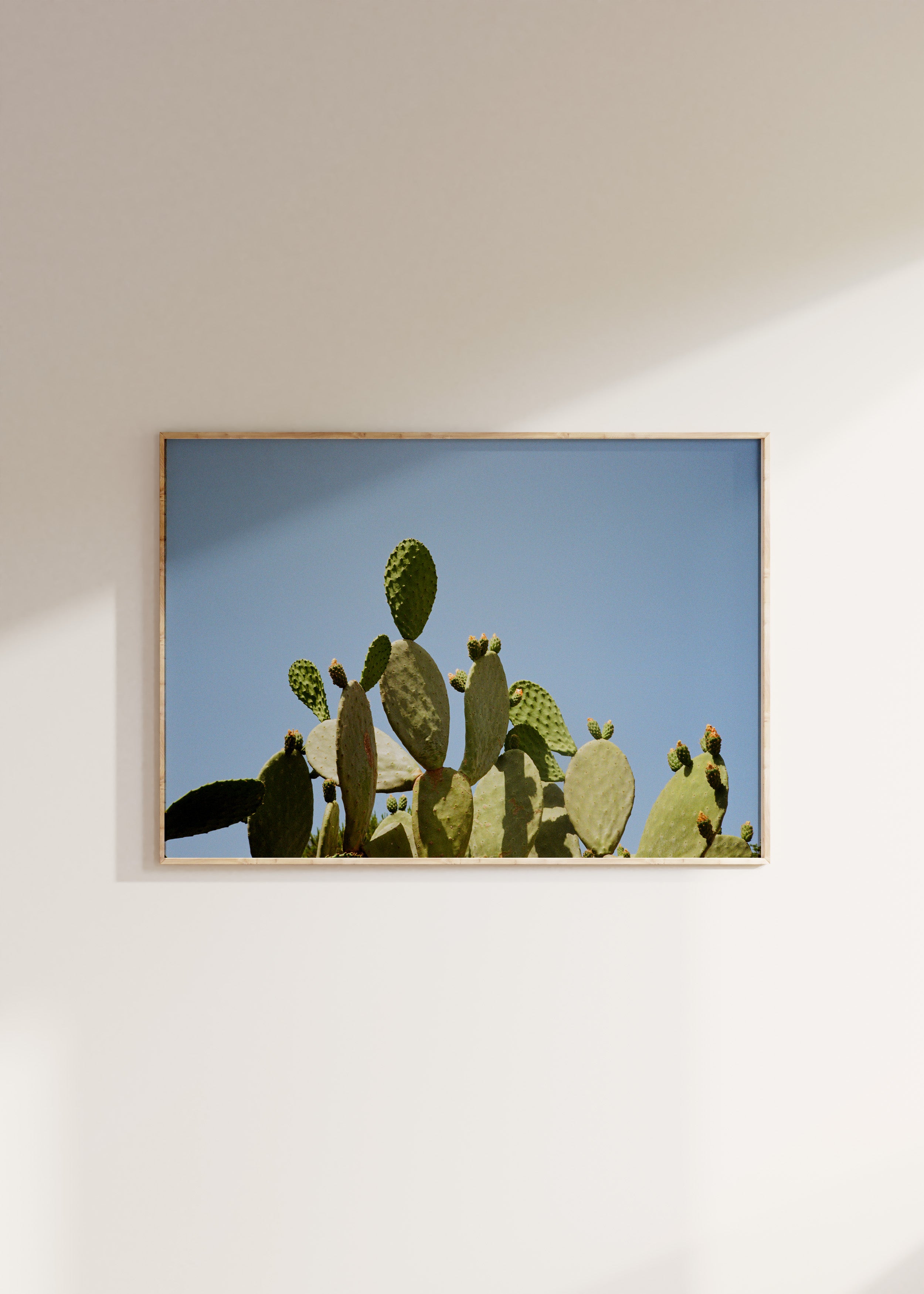 Cactus Italiano