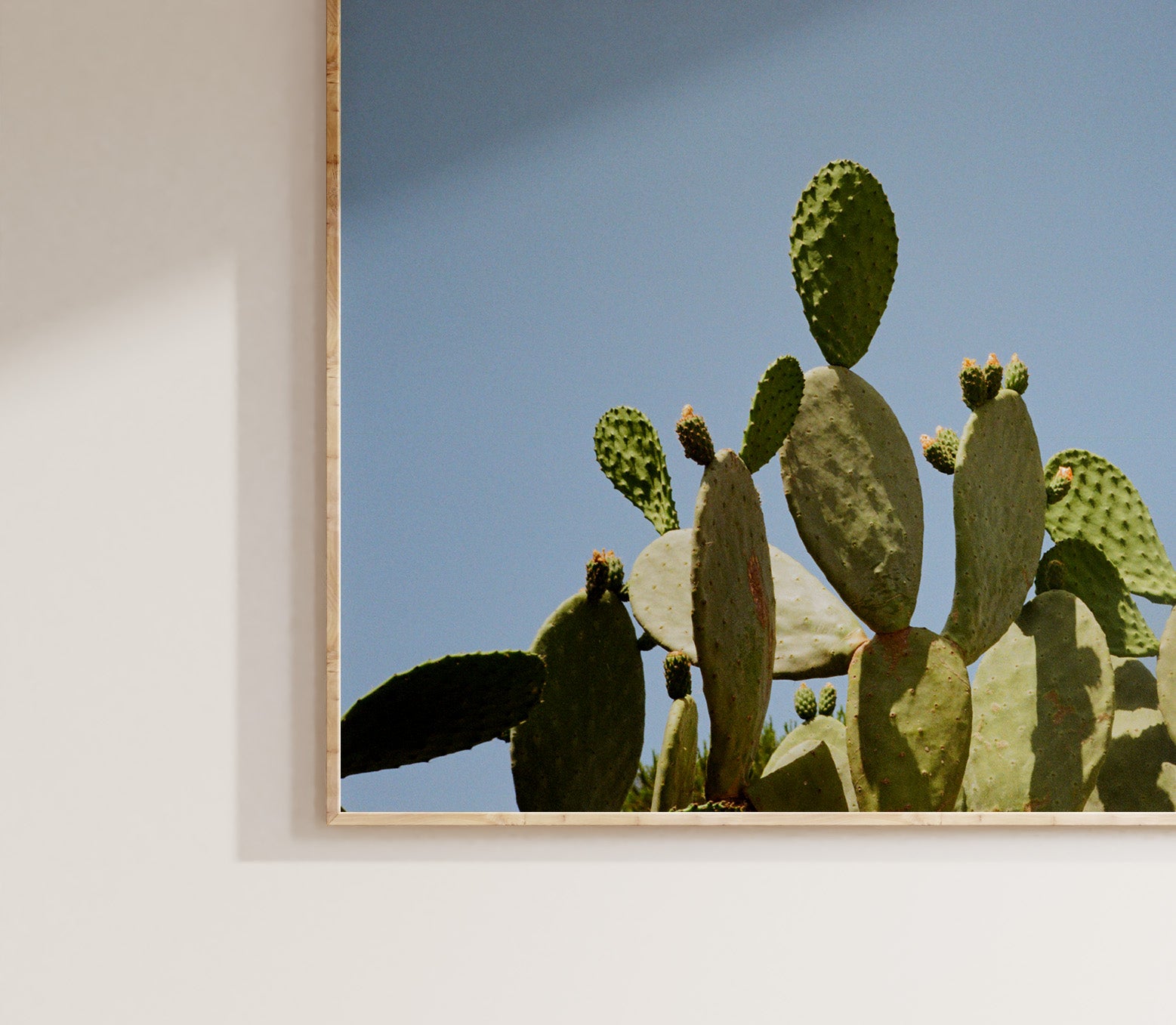 Cactus Italiano