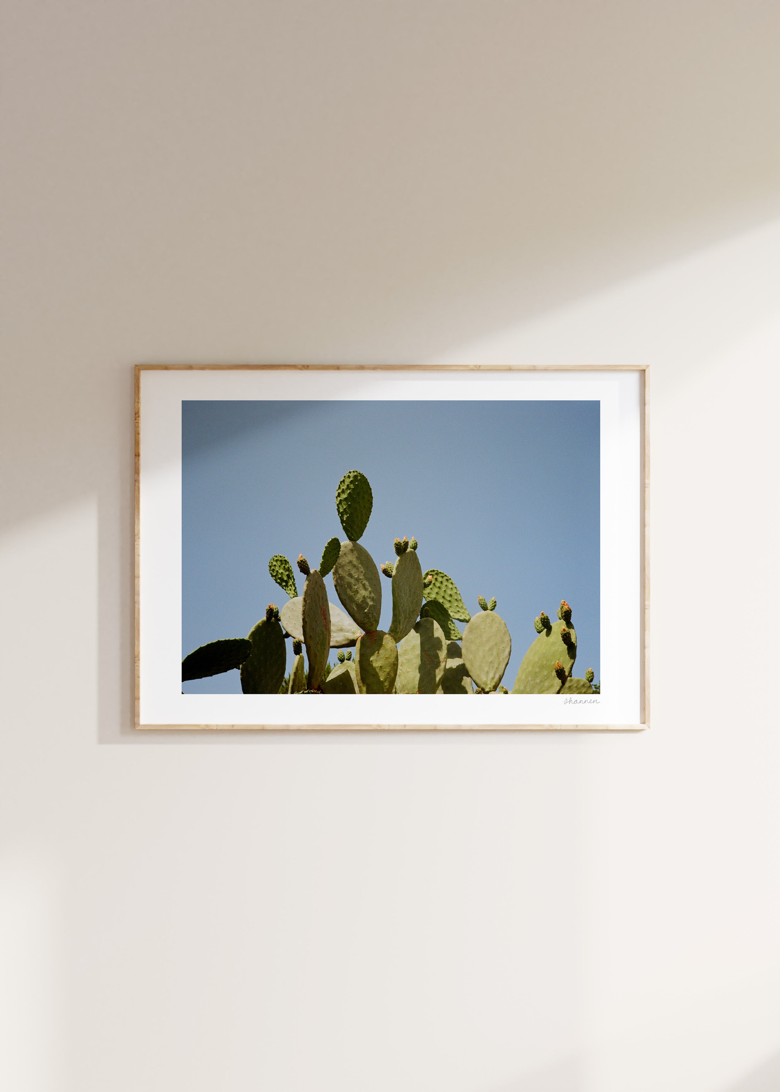 Cactus Italiano