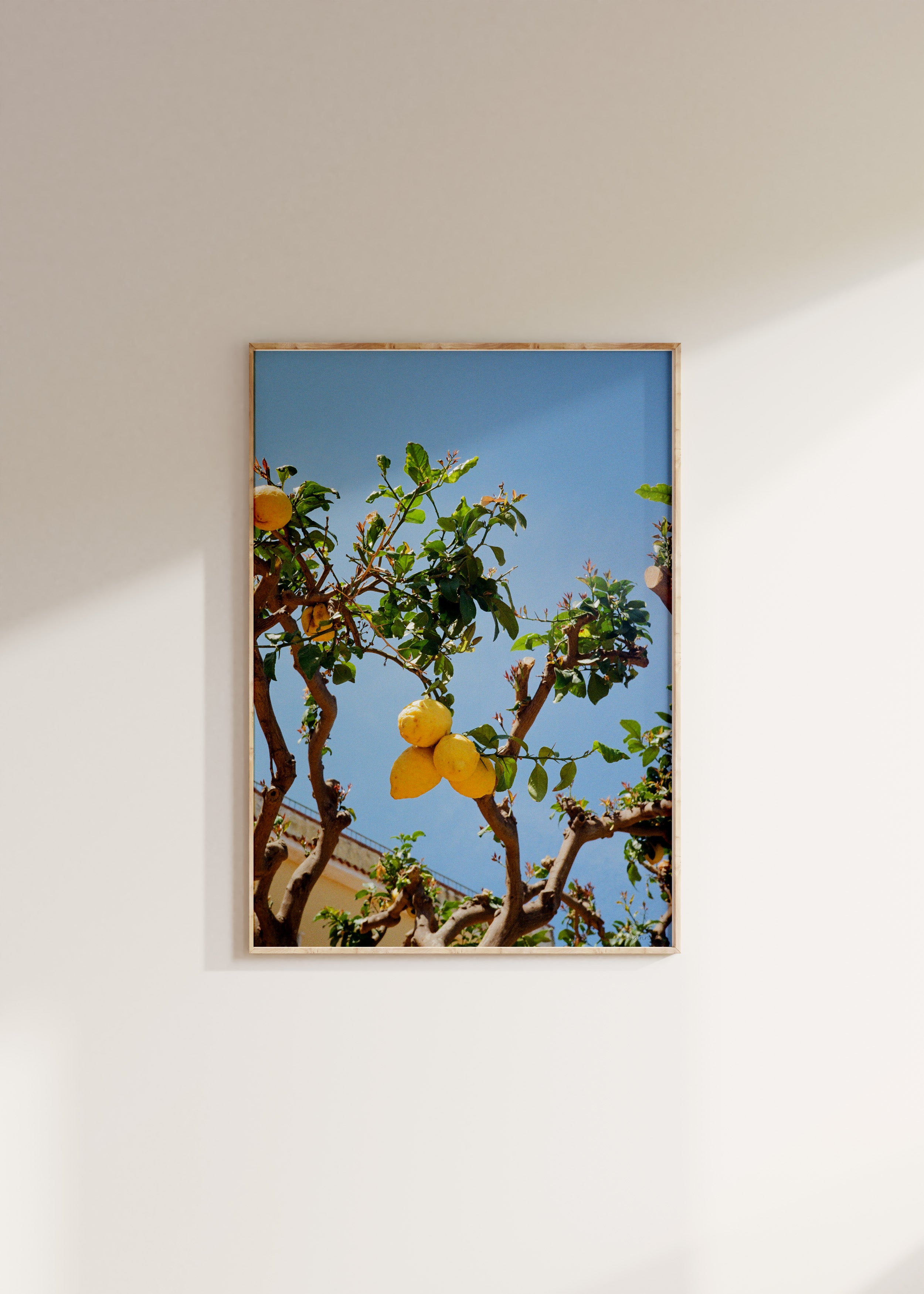 Lemon Tree