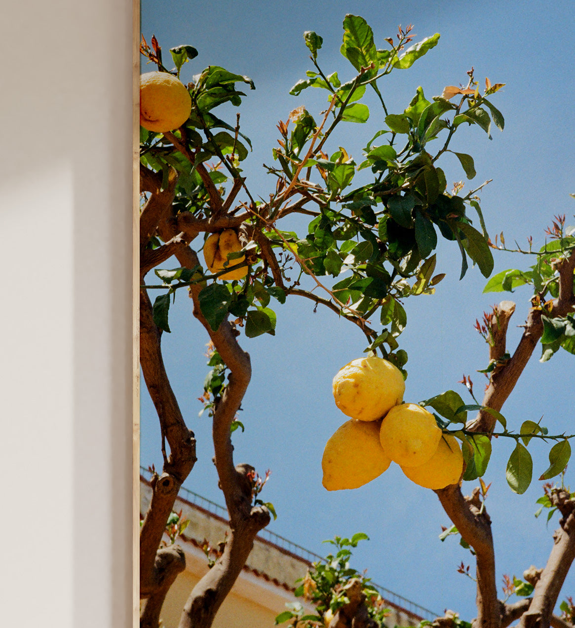 Lemon Tree